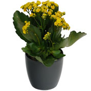 Kalanchoe jaune + Cache pot Anthracite /